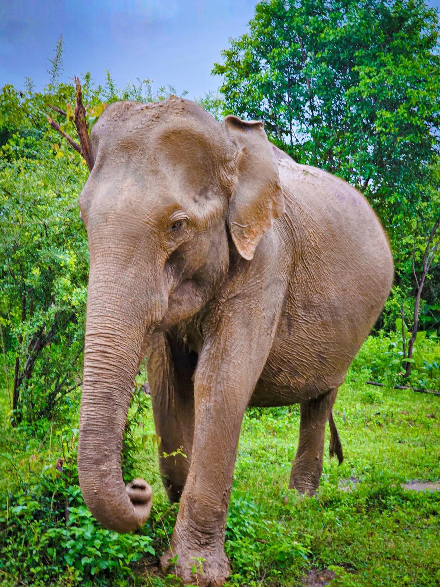 Elite Safari Resort Udawalawe Exteriör bild