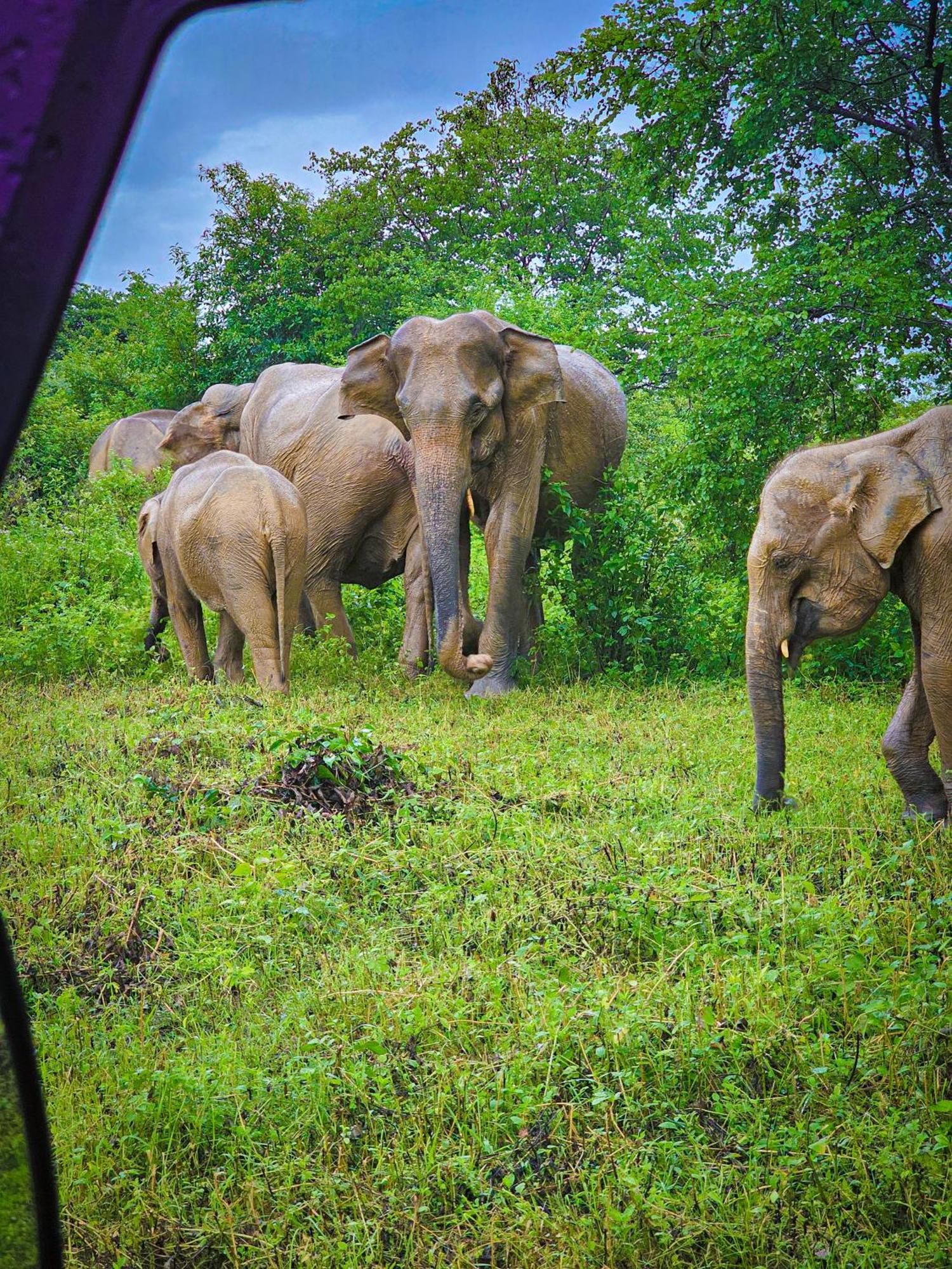 Elite Safari Resort Udawalawe Exteriör bild